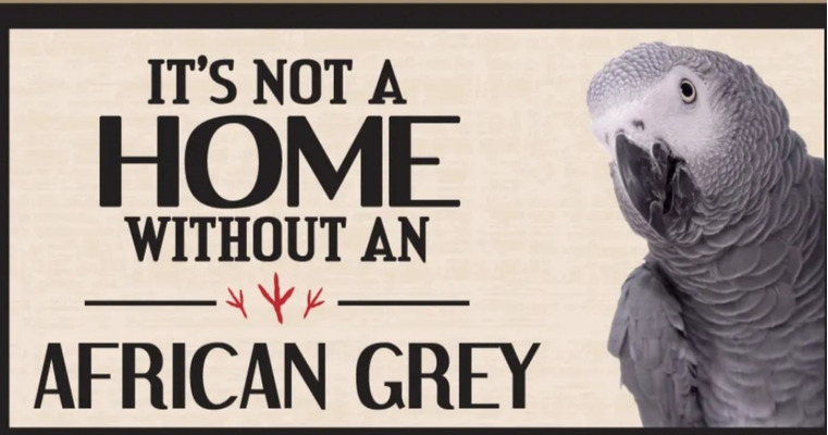 African Grey Wanted
