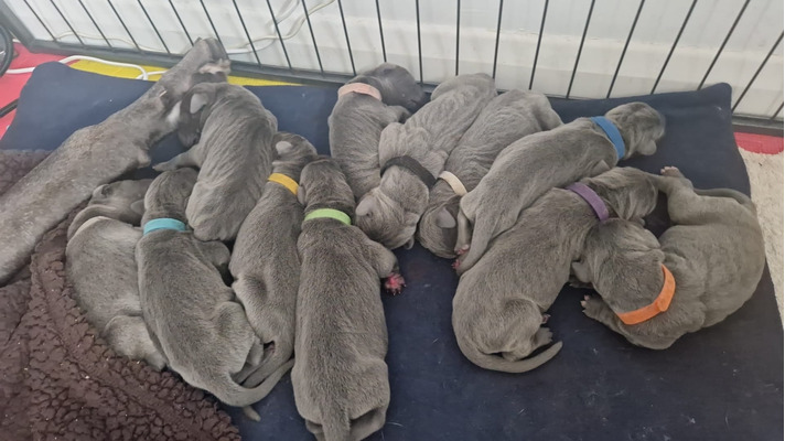 Available Great Danes