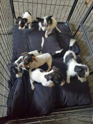 Mixed Breed For Sale in Great Britain