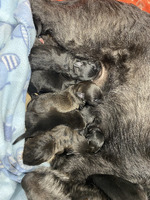 Patterjack puppies for sale