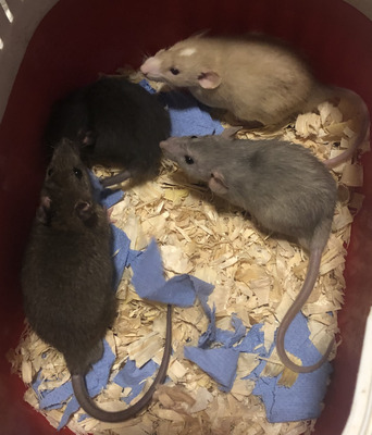 Rats for Rehoming