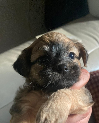 Chihuahua spaniel for store sale