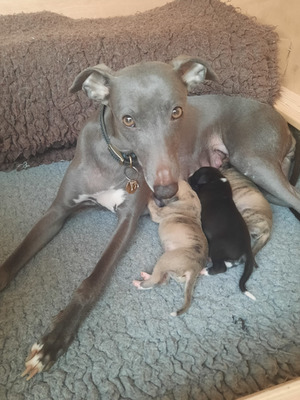 Whippet puppies for 2024 sale north west