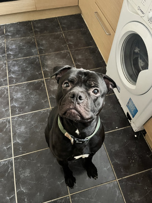 Mastiff for Rehoming
