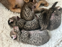 STUNNING TICA (R) F3 Savannah kittens for sale