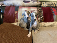 Whippets for Rehoming