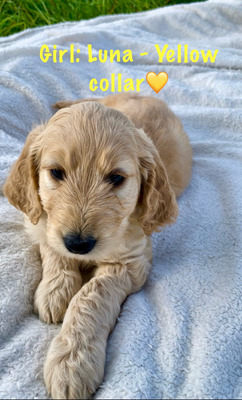 Goldendoodle For Sale in the UK