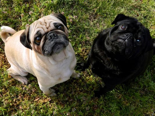 Pug Wanted in the UK