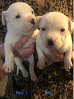 Stunning White Staffordshire bull terrier pups for sale last 2