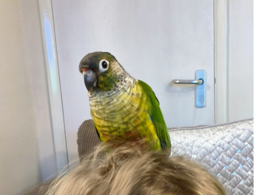 Conure for Rehoming