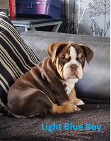 English Bulldog For Sale in Lodon