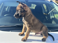 Belgian Malinois pups-Ideal working/active family home