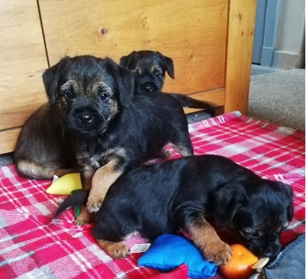 Border Terrier Dogs and Puppies For Sale in the UK