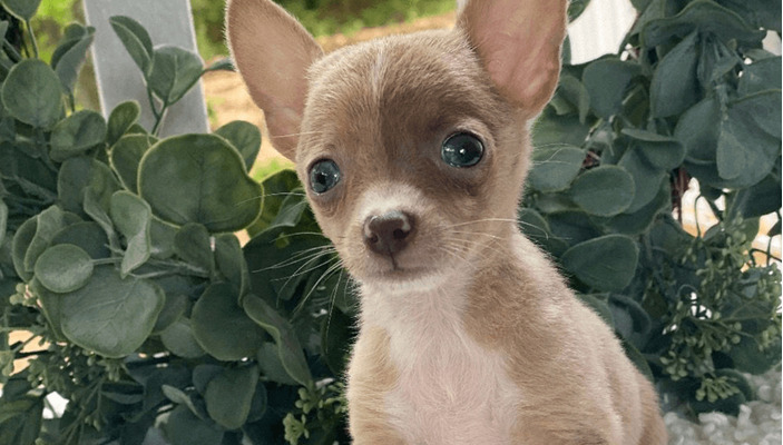 Chihuahuas Wanted