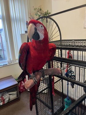 Macaw For Sale in Lodon