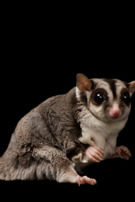 Sugar Glider for Rehoming