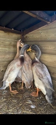 Duck For Adoption in the UK