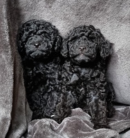 Toy poodle puppies READY NOW