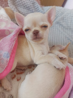 *Adorable chihuahuas * FOR SALE