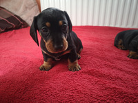 Beautiful dachshund puppies for sale