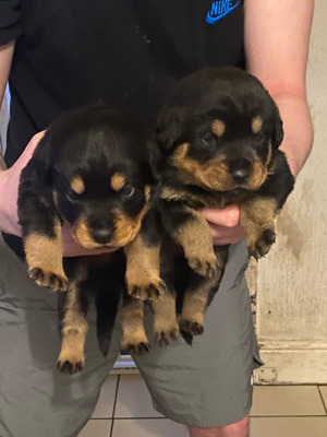 Rottweilers For Sale