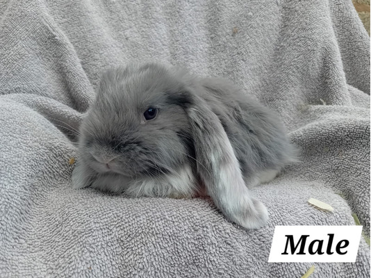 French Lop For Sale in Great Britain