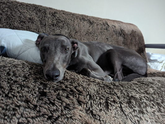 Greyhound for Rehoming