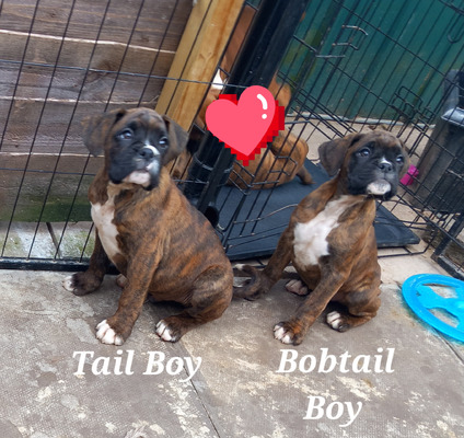 Boxers for Rehoming