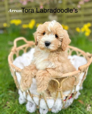 Labradoodle Advertisement UK Pets