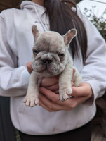 Big Rope French Bulldog  for Sale