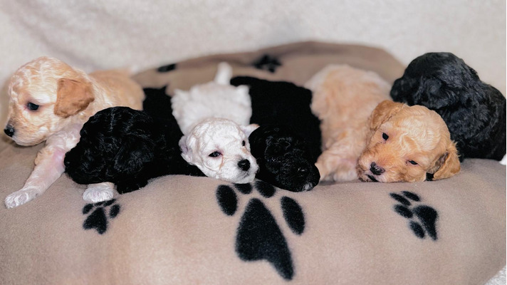Available Miniature Poodles