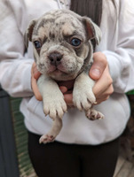French Bulldog big Rope  for Sale