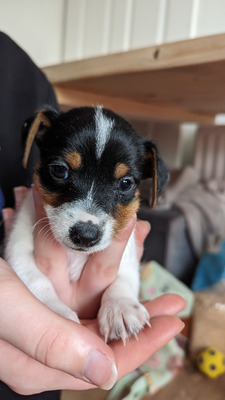Jack Russell for Rehoming