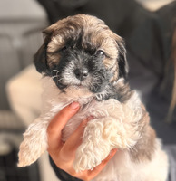 Shih-poo For Sale in the UK