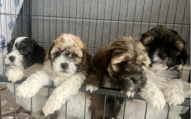 Shih-poo For Sale in the UK