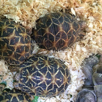 Tortoise For Sale in Lodon