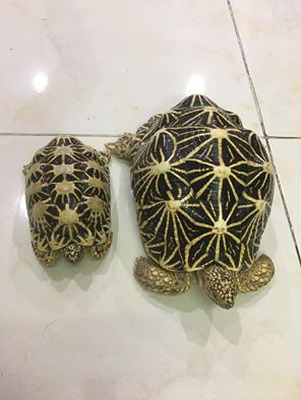 Tortoises And Turtles For Sale 