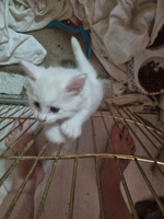 Turkish angora kittens for sale