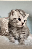 BSH kittens for sale