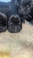 Cockerdor puppies for sale