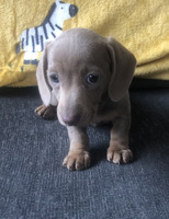 Gorgeous MSH Dachshund puppies for sale
