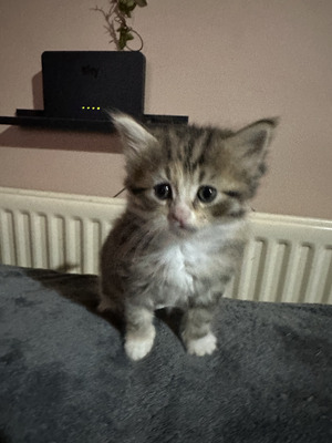 Maine Coon For Sale in the UK