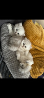 Pure Persians chinchilla kittens for sale
