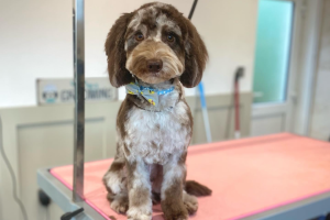 1 year old Cockapoo Stud