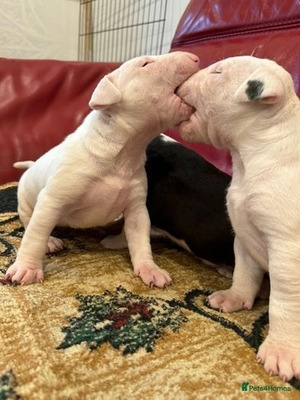 Available English Bull Terriers