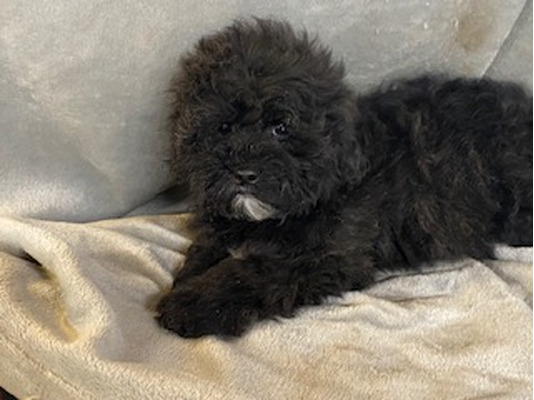 Schnoodle For Sale in Lodon