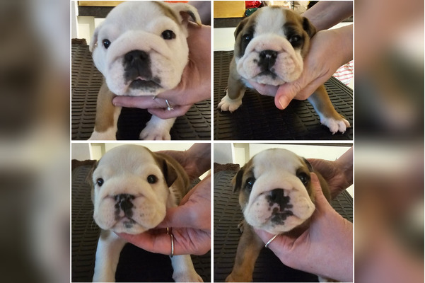 Bulldogs for Rehoming