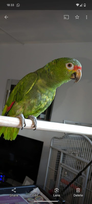 Parrot for Rehoming