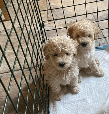 Miniature Poodle For Sale