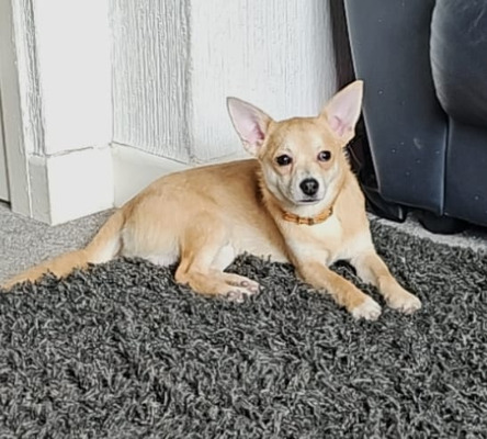 Chihuahua For Sale in the UK